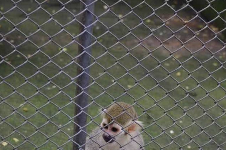 養(yǎng)殖六角網(wǎng)