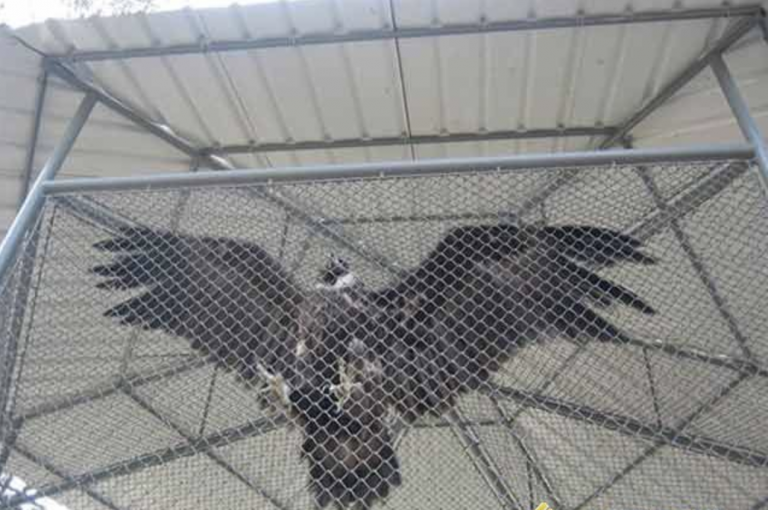 養(yǎng)殖護欄網(wǎng)